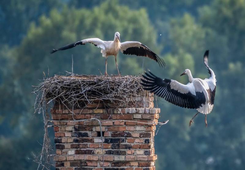 Professional Chimney Animal Removal Services in Saginaw, Texas