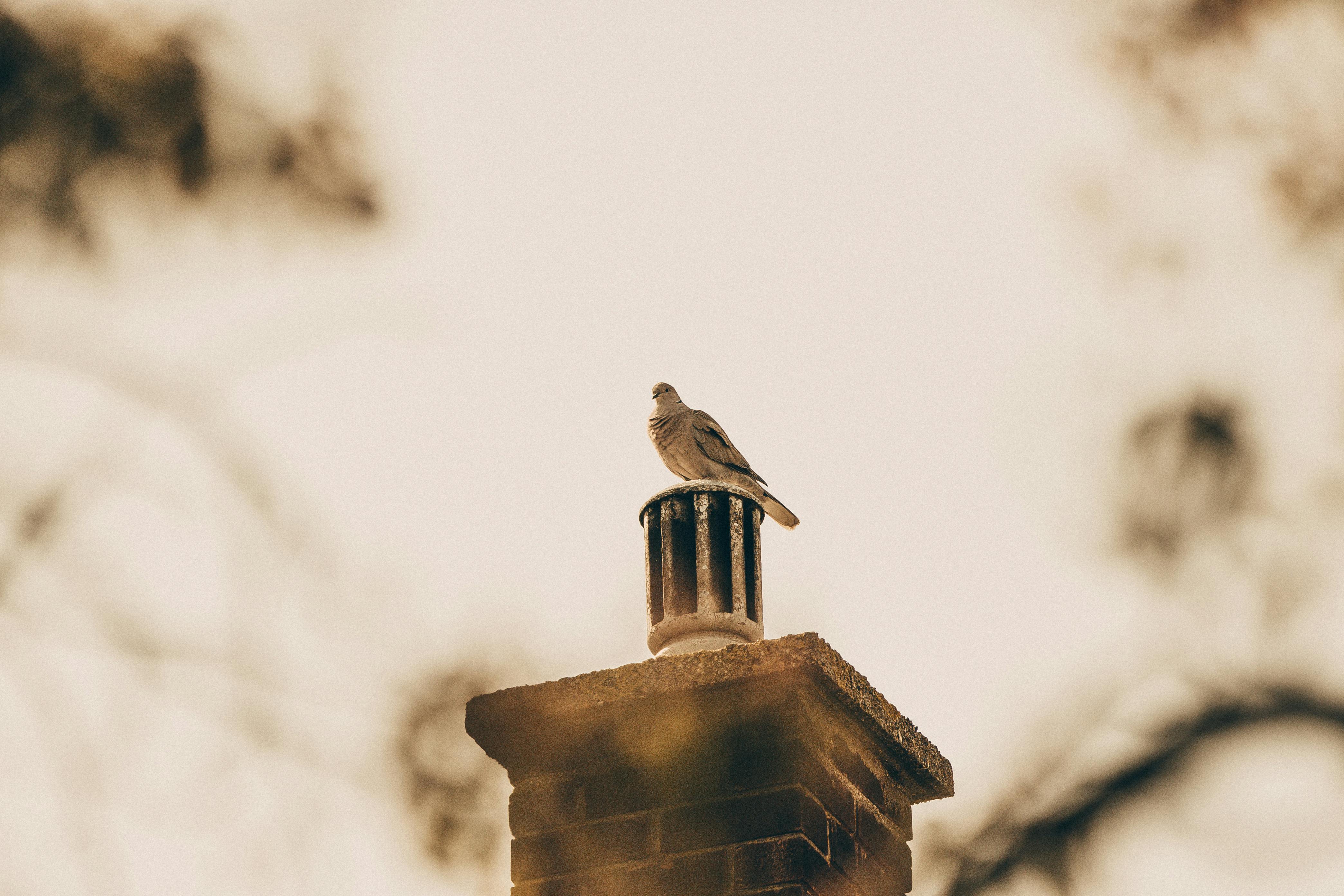 Professional Chimney Cap and Damper In Saginaw Texas